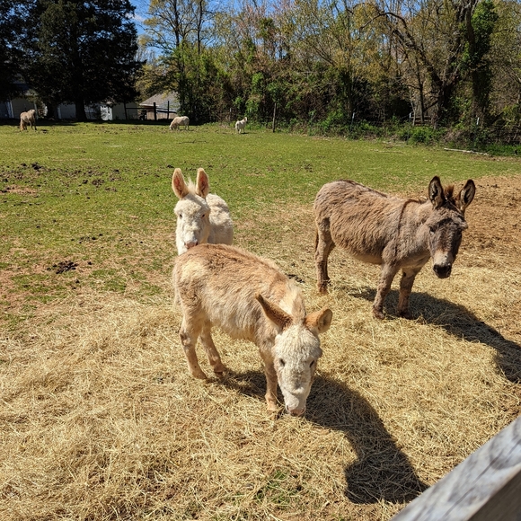 Meet your Posher, Michelle - Picture 3 of 3